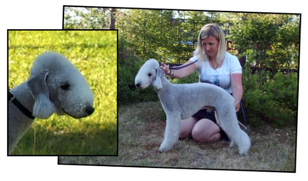 Mc Madness Catch As Catch Can | Bedlington Terrier 