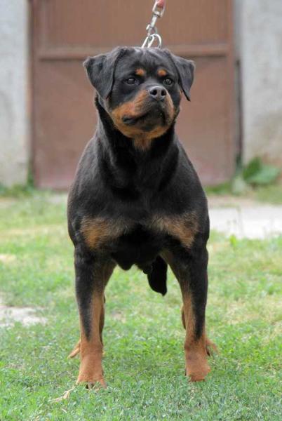 Mindy balkanski vuk | Rottweiler 