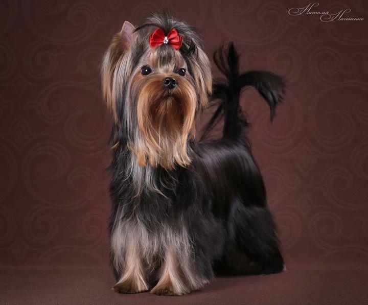 Laranta Epatage | Yorkshire Terrier 