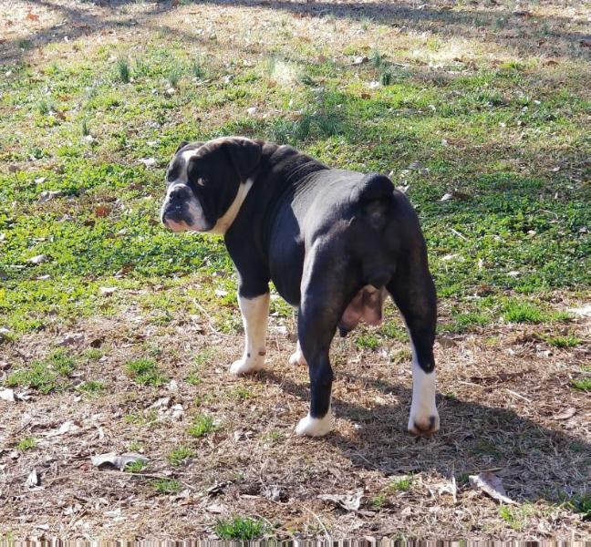 Lee's Kudzu Panda | Olde English Bulldogge 