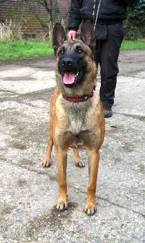 Dick z Nových Hor | Belgian Malinois 