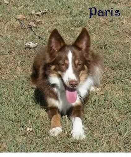 Paris ABC330662 | Border Collie 