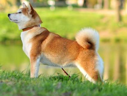 Handzimemesite Zhin Choo | Shiba Inu 