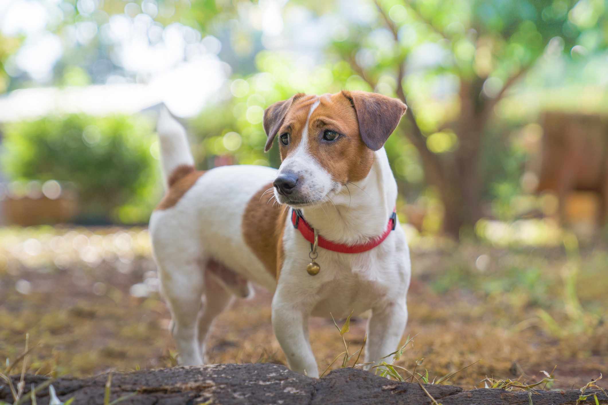 Russell Terrier