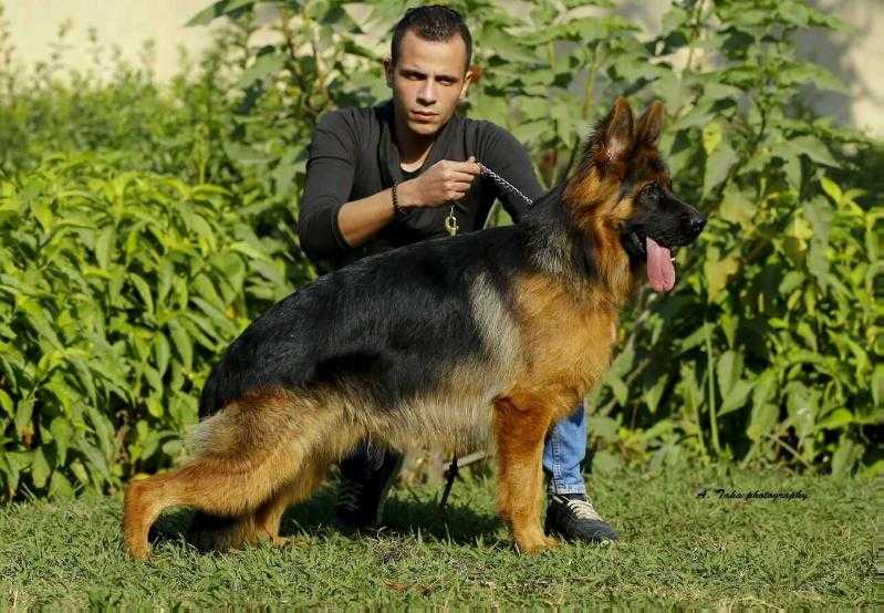 Zorba vom Emkndorfer Park | German Shepherd Dog 