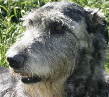 Aiwa Surycan | Irish Wolfhound 