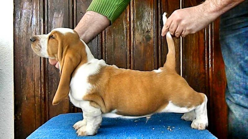 Morning Dew Sweepers Boogie Woogie Bugle Boy | Basset Hound 