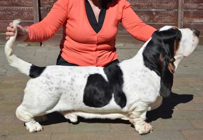 NewDown Bassets Salvatore Gianni | Basset Hound 