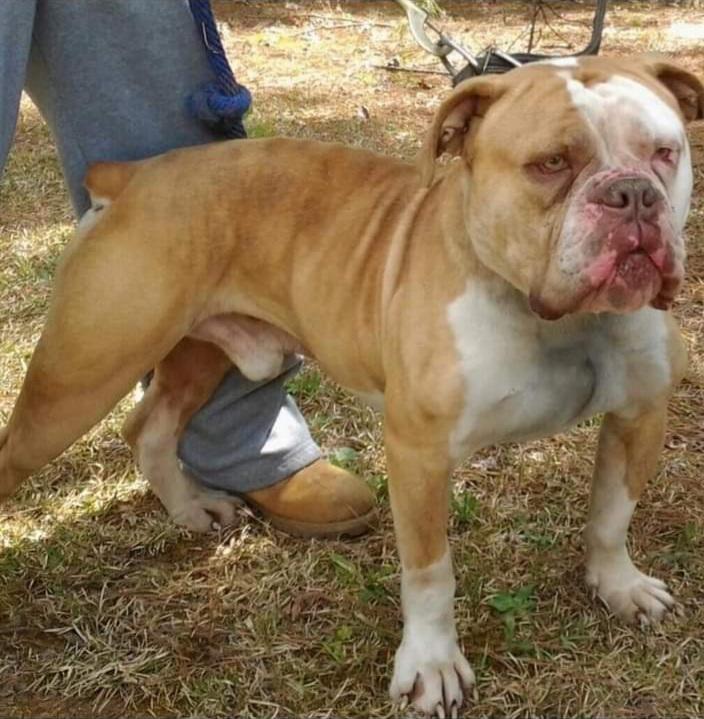 Boss Hooker | Olde English Bulldogge 