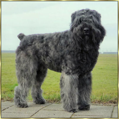 Maestro-Kiruna Chucho Topline | Bouvier des Flandres 