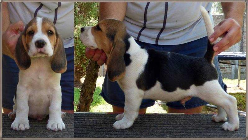 Templomhalmi-Nimród Charming-Boy | Beagle 
