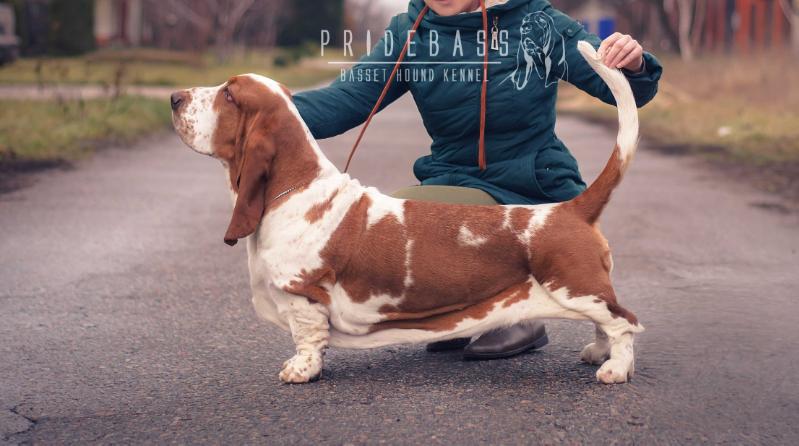 Pridebass Yuta Cute | Basset Hound 