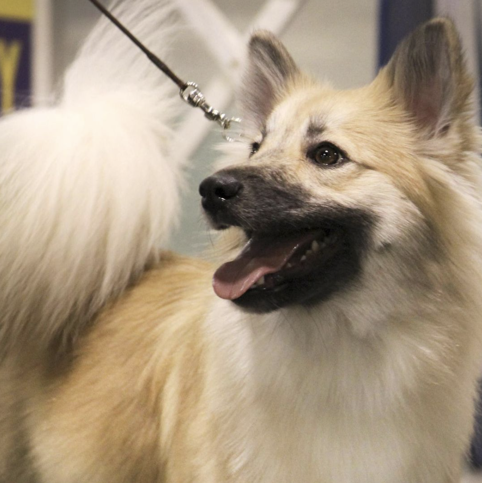 Mceremon's Heart Breaker | Icelandic Sheepdog 