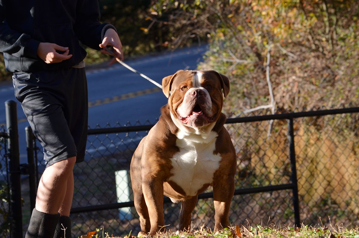 KHAOS' FLY UNDER THE RADAR | Olde English Bulldogge 