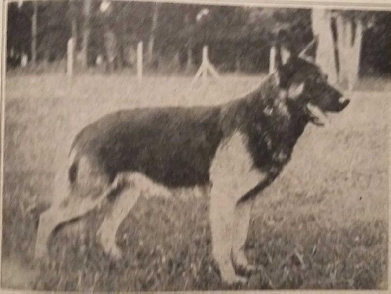 Axel vom Walinesheim | German Shepherd Dog 