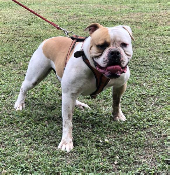 Strong Side Gannicus of Darr's Bullies | American Bulldog 