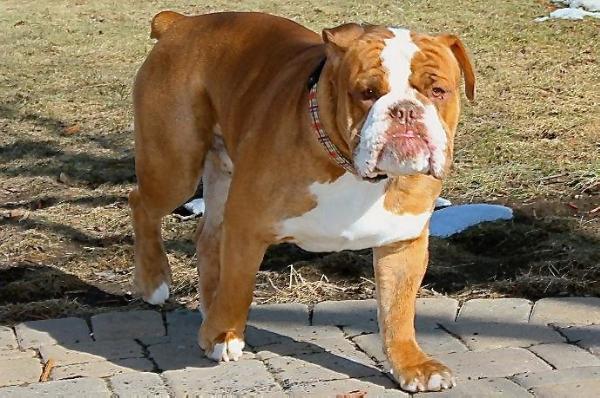 Pelto's Sir Edgar | Olde English Bulldogge 