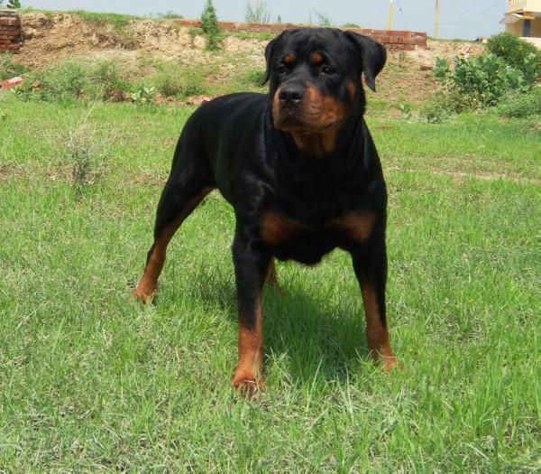 Yeomans Emmy | Rottweiler 