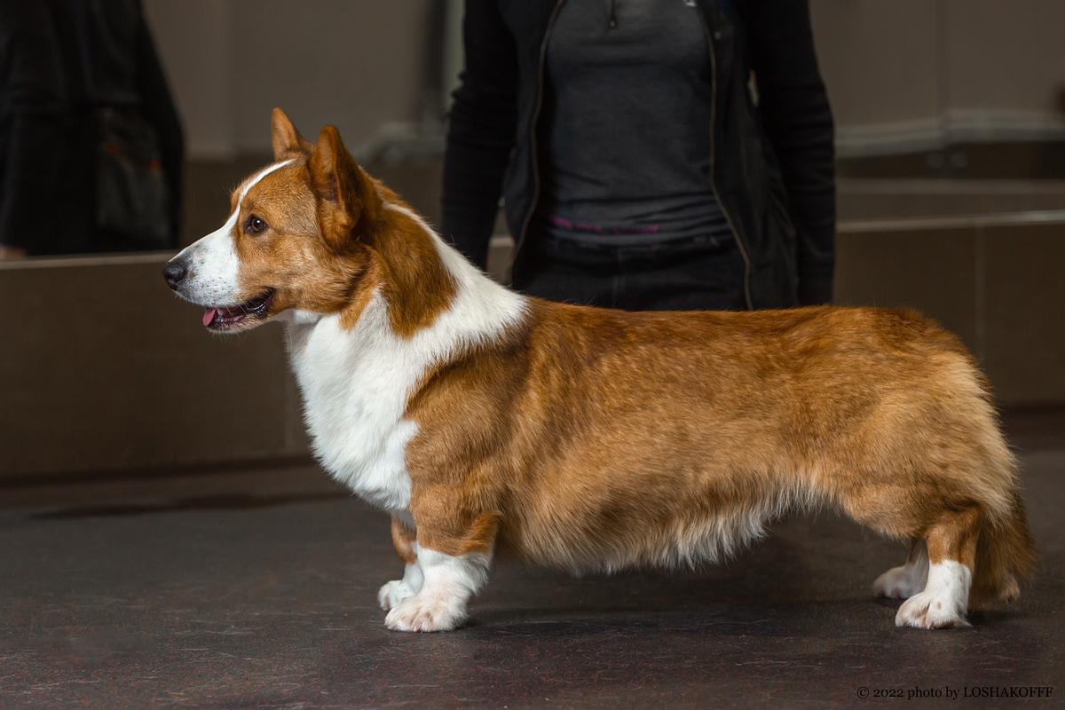 Nuwara Eliya Elizar | Cardigan Welsh Corgi 