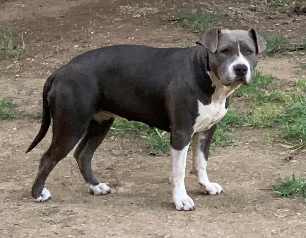 BIGBENEFIT BLUE OPAL | American Staffordshire Terrier 