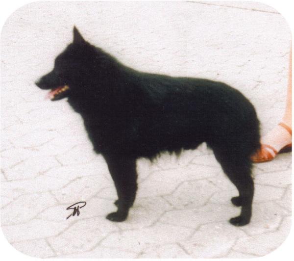 Pénélope d'Aquila Meldensis | Schipperke 