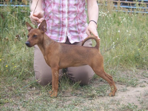 Nasha Marka Tonna Deneg | Miniature Pinscher 