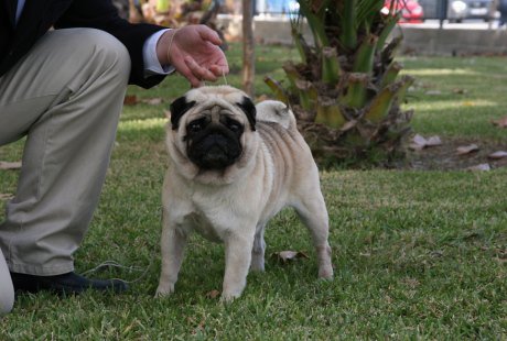 Coral Bay's Preacherman | Pug 