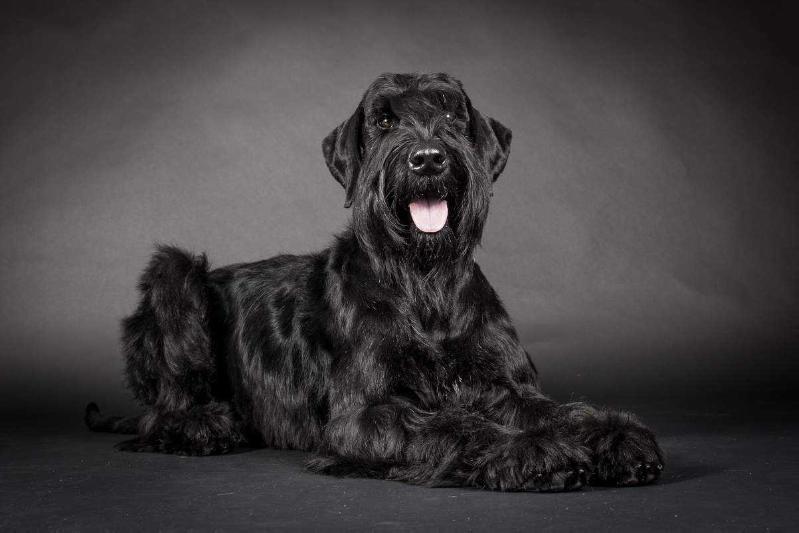 Bora od Devíti vrb | Giant Schnauzer 