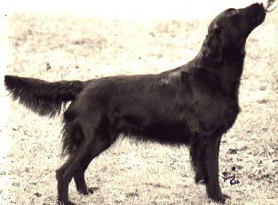 Genevieve of Bramatha | Flat-Coated Retriever 