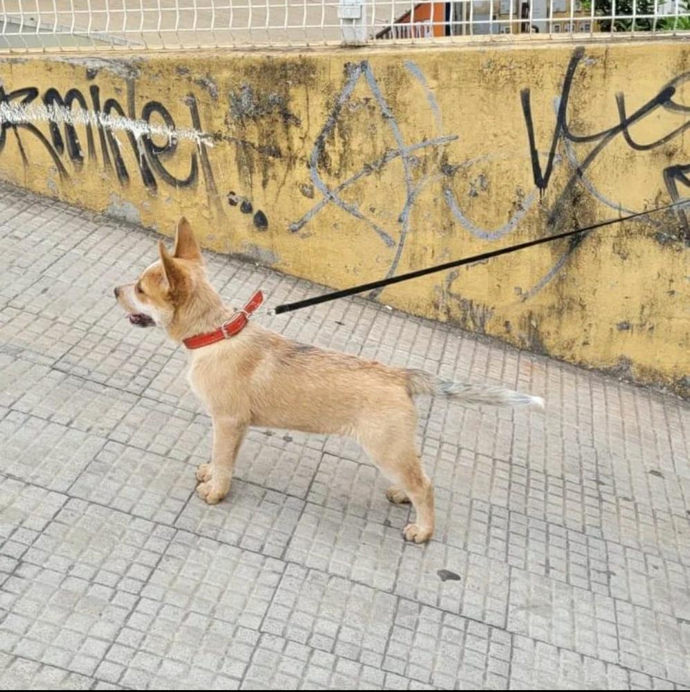 RED CHARIZARD RANCHO HEELER'S SELIVON | Australian Cattle Dog 