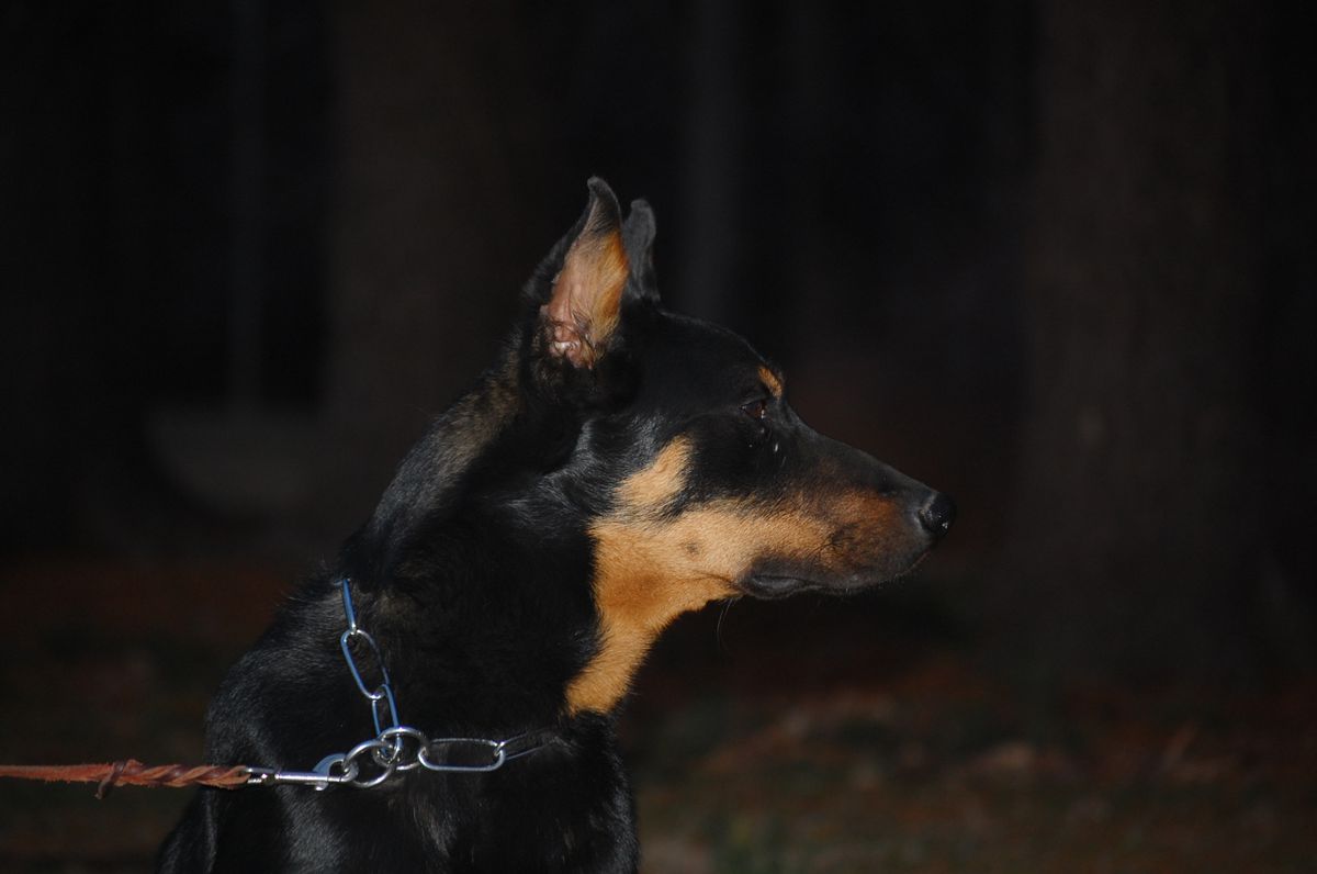 Birdwing Pierce the Dark Sky | Beauceron 