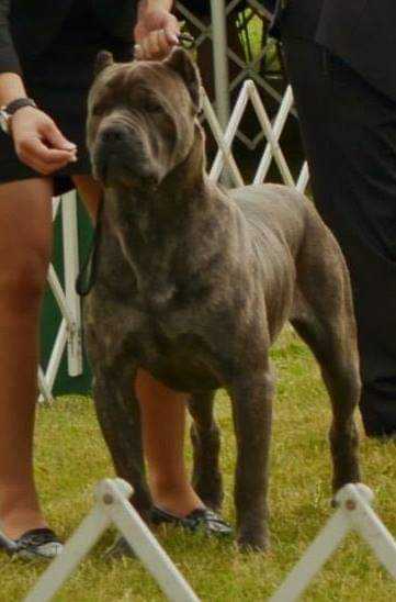 Cathey's Spyro Lucian | Cane Corso 