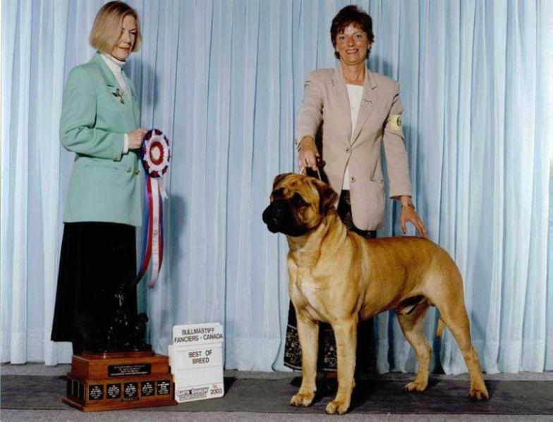 Bramstoke's Crimson Star | Bullmastiff 