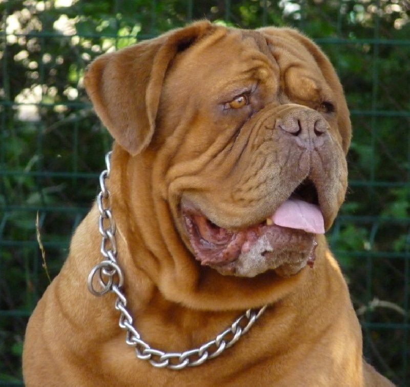 Baccara Du clos des malicieuses | Dogue de Bordeaux 
