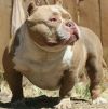 CHAVEZ BULLYCAMP'S JUGGERNAUT | American Pit Bull Terrier 