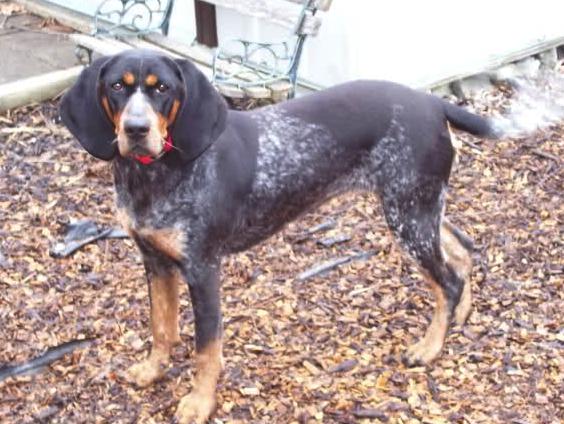 Ashes Blue Bailey | Bluetick Coonhound 