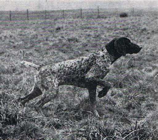 Max de Cornavan | German Shorthaired Pointer 