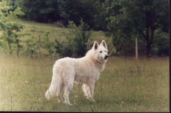 Mek de la Cour | White Swiss Shepherd Dog 