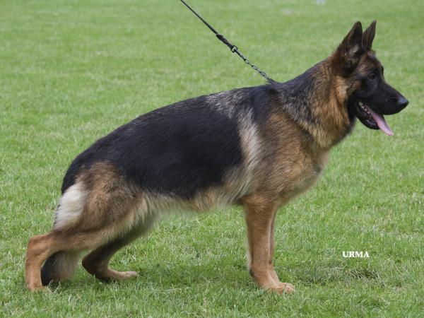 Jackie van de Zomerdijkslanden | German Shepherd Dog 
