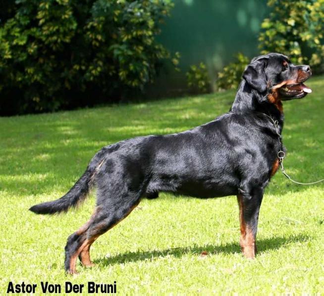 Astor Von der bruni | Rottweiler 