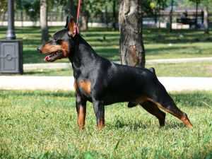 Kinto Chernaya LiniYa | Miniature Pinscher 