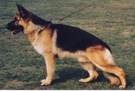 Bac vom Hühnegrab | German Shepherd Dog 