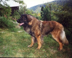 Filip z Topoliho dvora | Leonberger 