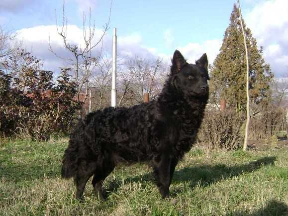 Kiralytelki Rozi | Mudi 