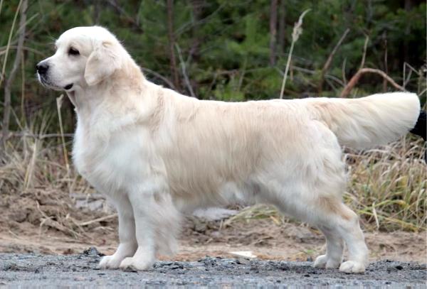 Voyage du Bois de la Rayère | Golden Retriever 