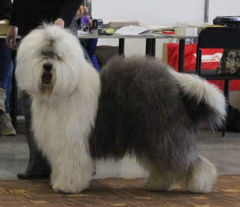 Astraeus Divine Of Abigal Grace | Old English Sheepdog 