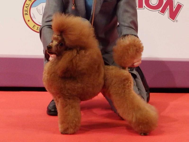 Golden Strik Red Bull I | Poodle 