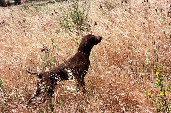 Ayrton des Monts Cevenolles | German Shorthaired Pointer 