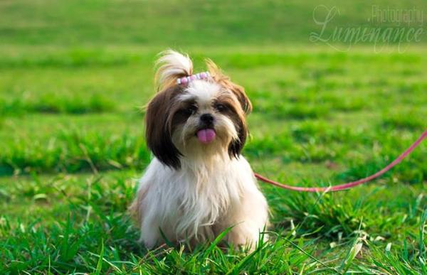 Maggie vom Dog City | Shih Tzu 