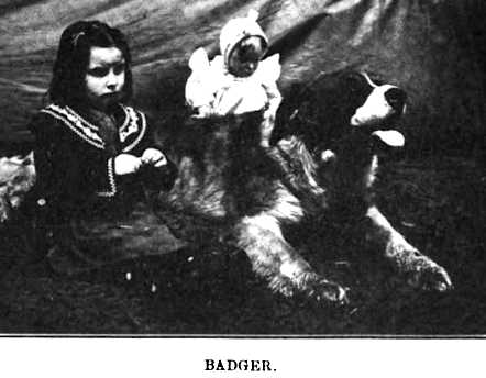 Badger | Saint Bernard 